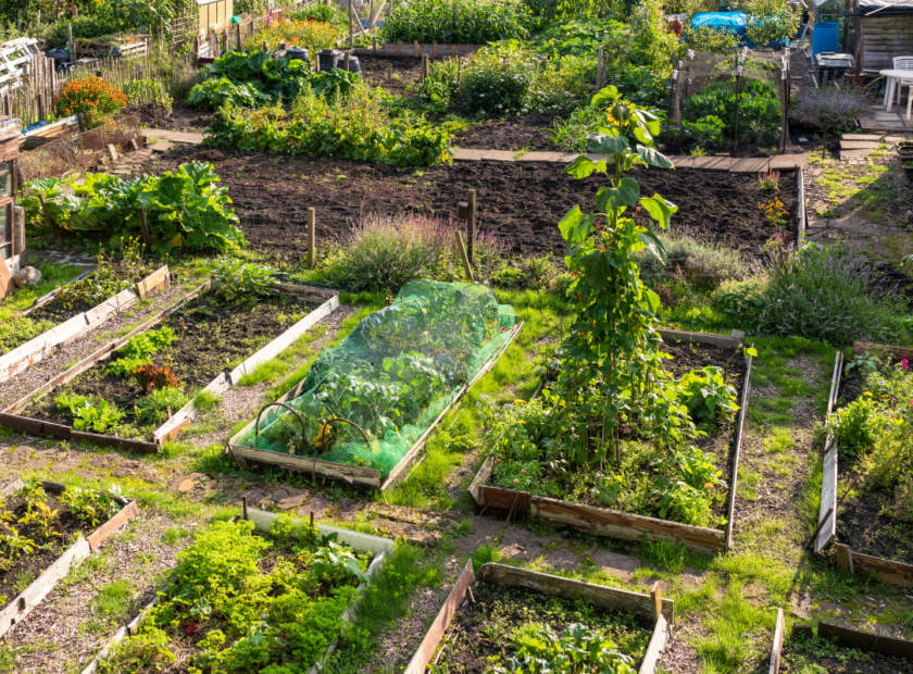 Photo shows allotments in the sun